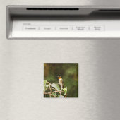 Aimant Colibri Ruby Throsé (In Situ (Lave-vaisselle))