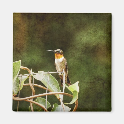Aimant Colibri Ruby Throsé (Devant)