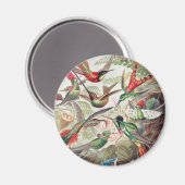 Aimant Colibri, Trochilidae Kolibris par Ernst Haeckel (Recto/Verso)