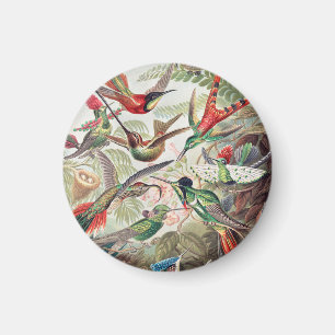 Aimant Colibri, Trochilidae Kolibris par Ernst Haeckel