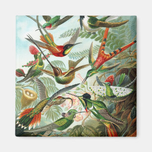 Aimant Colibris de Trochilidae, Ernst Haeckel