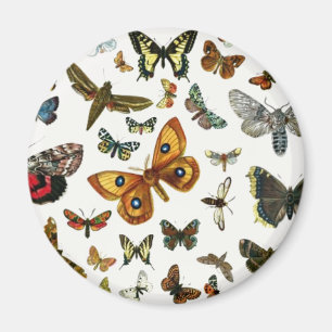 Aimant Collage des papillons de nuit et des papillons de 