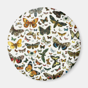 Aimant Collage des papillons de nuit et des papillons de 