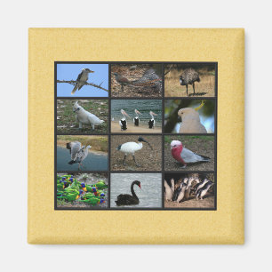 Aimant Collage photo d'oiseaux australiens
