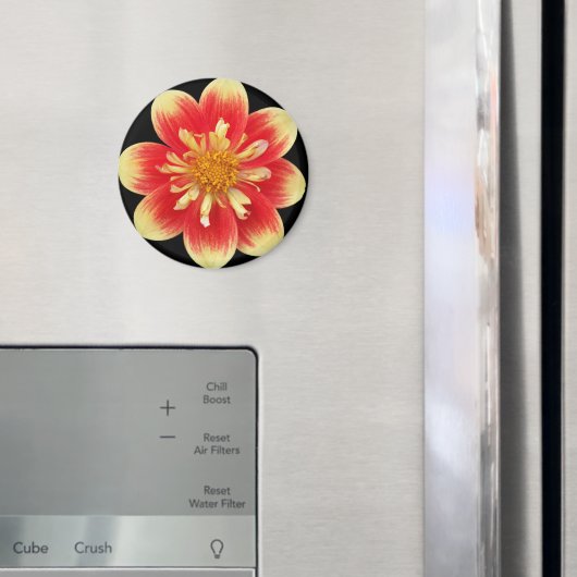 Aimant Collarette orange et jaune Dahlia Floral (In situ (réfrigérateur))