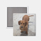 Aimant Collection Cute Dachshund (Recto/Verso)