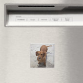 Aimant Collection Cute Dachshund (In Situ (Lave-vaisselle))