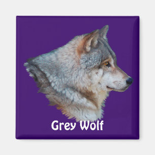 Aimant Collection d'aimants naturels GRAS WOLF
