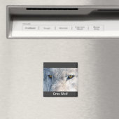 Aimant Collection de la faune Grey Wolf Eyes (In Situ (Lave-vaisselle))