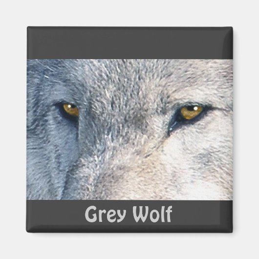 Aimant Collection de la faune Grey Wolf Eyes (Devant)