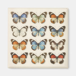 Aimant Collection de spécimens de papillons vintage