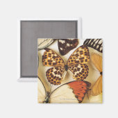 Aimant Collection papillon (Recto/Verso)