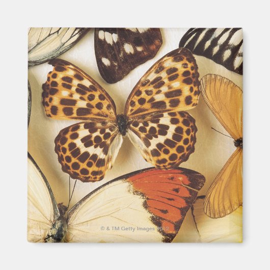 Aimant Collection papillon (Devant)