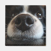 Aimant Collie Bordure Cute Nez Closeuse (Devant)
