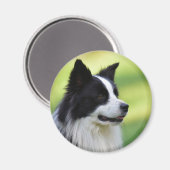 Aimant Collie Chien noir et blanc (Recto/Verso)