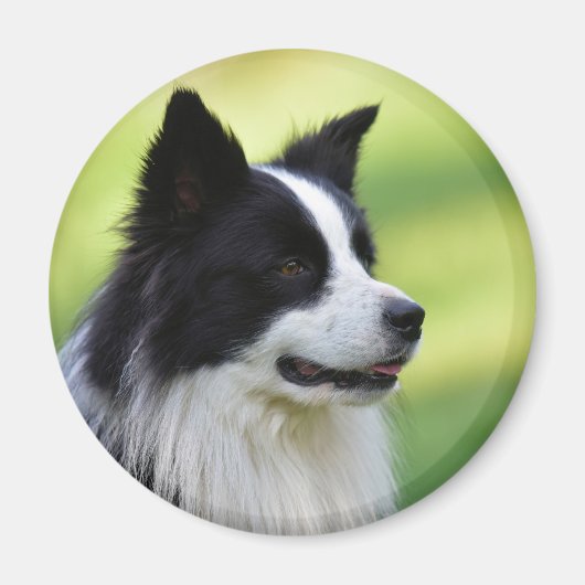 Aimant Collie Chien noir et blanc (Devant)