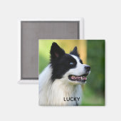 Aimant Collie Chien noir et blanc (Recto/Verso)