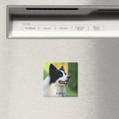 Aimant Collie Chien noir et blanc (In Situ (Lave-vaisselle))