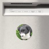 AIMANT COLLIE FRONTALIÈRE (In Situ (Lave-vaisselle))