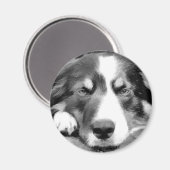 AIMANT COLLIE FRONTALIÈRE (Recto/Verso)