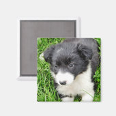 AIMANT COLLIE FRONTALIÈRE (Recto/Verso)