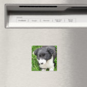 AIMANT COLLIE FRONTALIÈRE (In Situ (Lave-vaisselle))