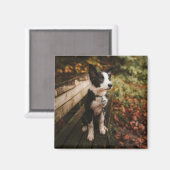 Aimant Collie frontalière noire et blanche sur le banc du (Recto/Verso)