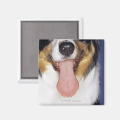 Aimant Collie langue à balancer (Recto/Verso)