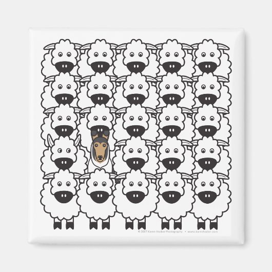 Aimant Collie lisse dans le mouton (Devant)