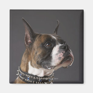 Aimant Collier de port de chien, regardant loin
