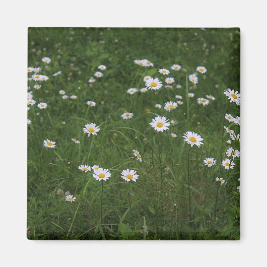 Aimant Colline des marguerites (Devant)