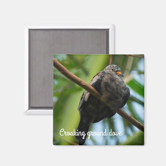 Aimant colombe de terrain (Recto/Verso)