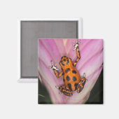 Aimant Colon Isle Dart Frog, Oophaga pumilio (Recto/Verso)