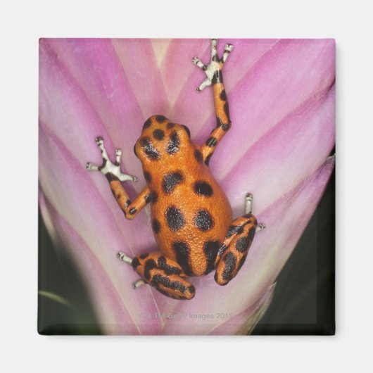 Aimant Colon Isle Dart Frog, Oophaga pumilio (Devant)