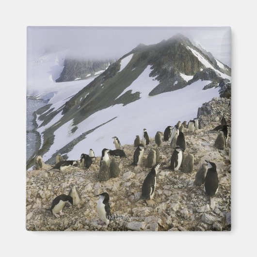 Aimant Colonie des pingouins de Chinstrap (Devant)