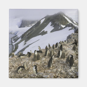 Aimant Colonie des pingouins de jugulaire