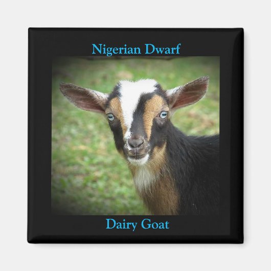 Aimant Coloré Nain Nain Laitier Goat Kid (Devant)