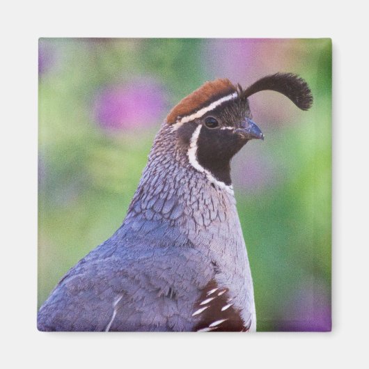 Aimant Colorful Quail (Devant)