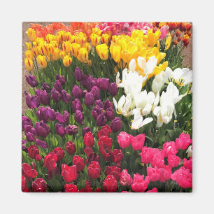 Aimant Colorful Tulip Garden Bed, Oregon
