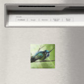 Aimant Colorque (In Situ (Lave-vaisselle))