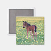 Aimant Colt dans le champ de Dandelion (Recto/Verso)
