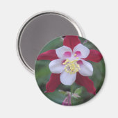 Aimant Columbine (Recto/Verso)