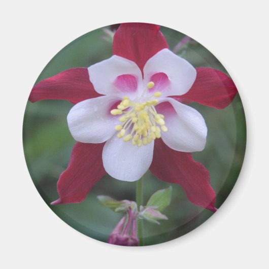 Aimant Columbine (Devant)