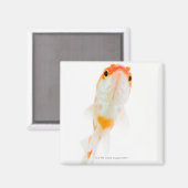 Aimant Comète / Poisson rouge à queue comète (Recto/Verso)