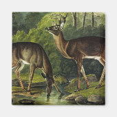 Aimant Common Deer (Devant)