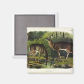 Aimant Common Deer (Recto/Verso)