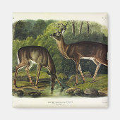 Aimant Common Deer (Devant)