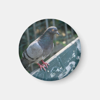 Aimant Common Pigeon Perched on a Wooden Bench in the Par