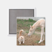 Aimant Compagnons Cremello (Recto/Verso)