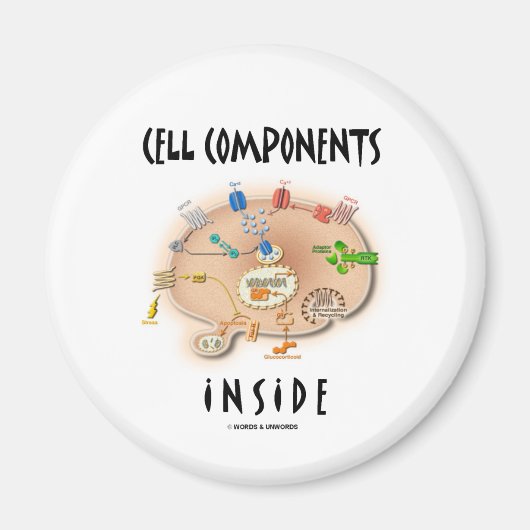Aimant Composants de cellule à l'intérieur (Devant)